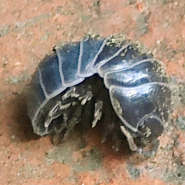 Armadillium vulgare