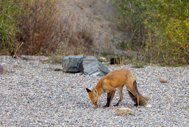 a beautiful red fox in Wyoming in autumn