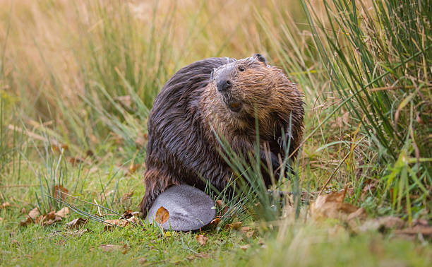 istock North American Beaver 2253003977