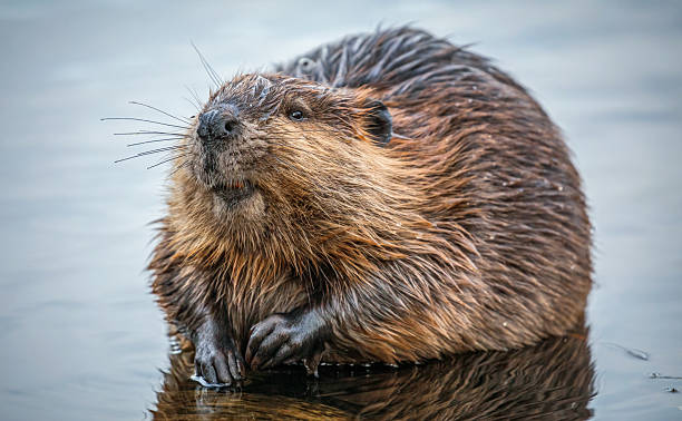 istock North American Beaver 2253003979