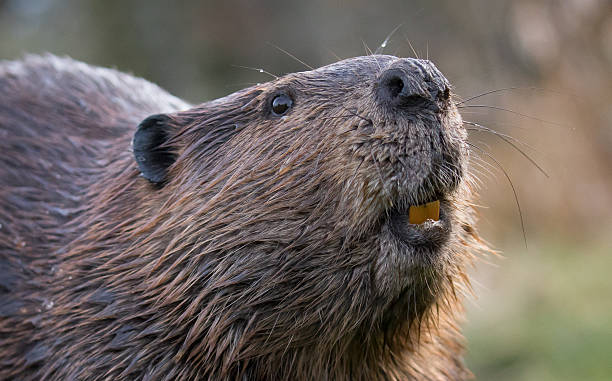 istock North American Beaver 2253003986