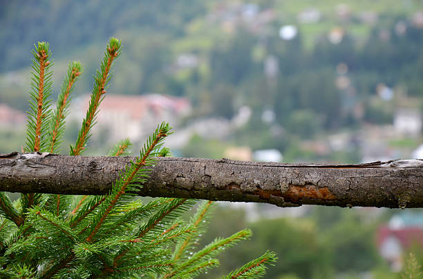 Fir tree branch covered in dew drops against a softly blurred blue sky outdoors