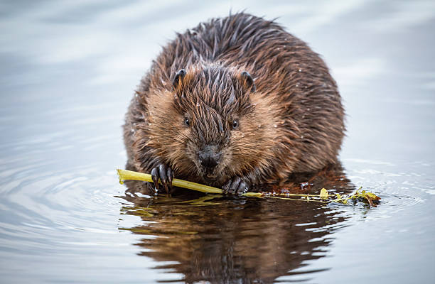 istock North American Beaver 2253003996