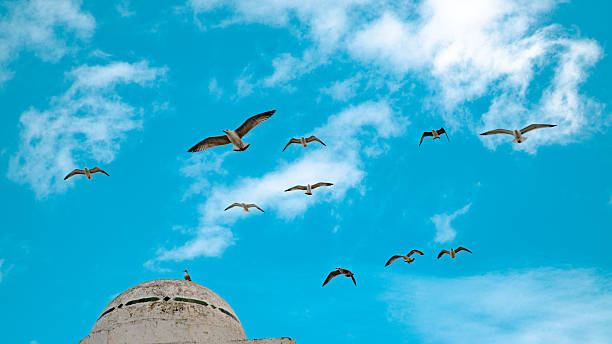 istock A group of seagulls flies 2253005949