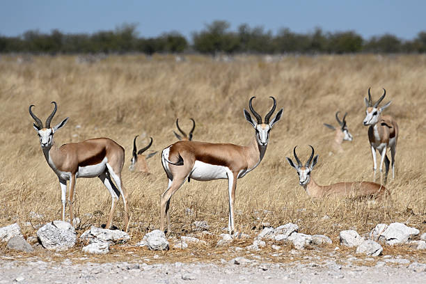istock Springbok antelopes (Antidorcas marsupialis) in Etosha National Park 2253006356