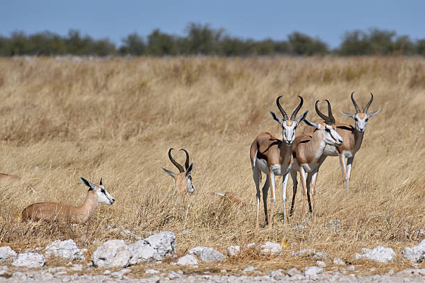 istock Springbok antelopes (Antidorcas marsupialis) in Etosha National Park 2253006365