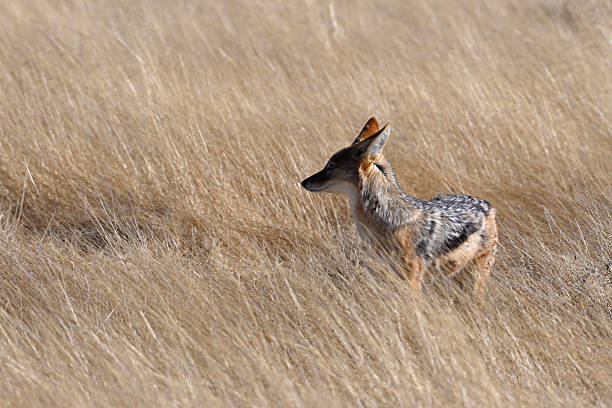 Two jackals walking in dry savannah in Ngorongoro crater national park, Tanzania