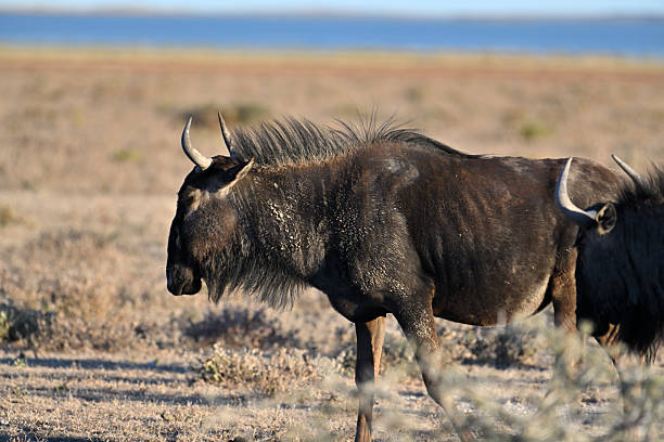 istock Wildebeest Gnu in Etosha National Park 2253006377