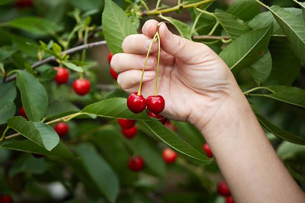 istock Woman's hand harvesting fresh red cherries from a leafy green cherry tree branch, showing natural abundance and the healthy, organic food production process during summer 2253006776