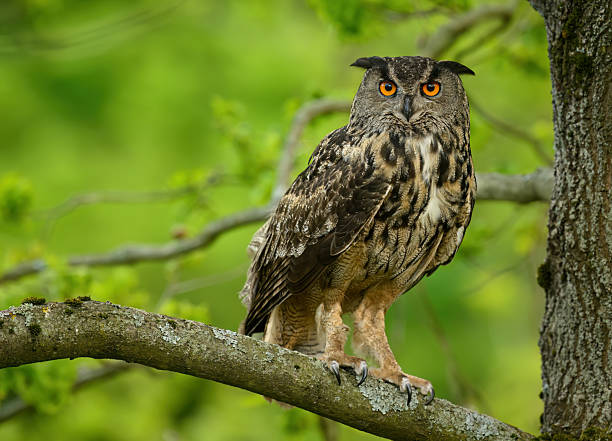 istock Eurasian eagle owl ( Bubo bubo ) close up 2253010356