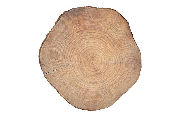 istock Tree trunk cross section with annual rings and cracks isolated on white. Wood texture 2253012123