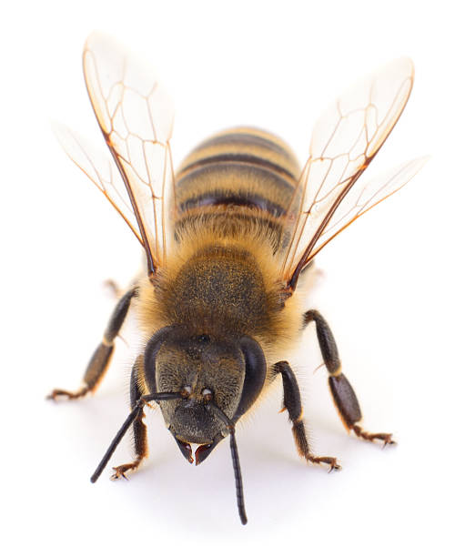 istock Honey bee macro isolated on white background 2253012280