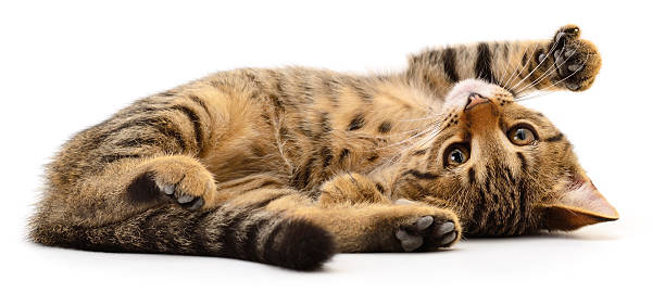 istock Playful tabby kitten lying on back isolated on white 2253012286