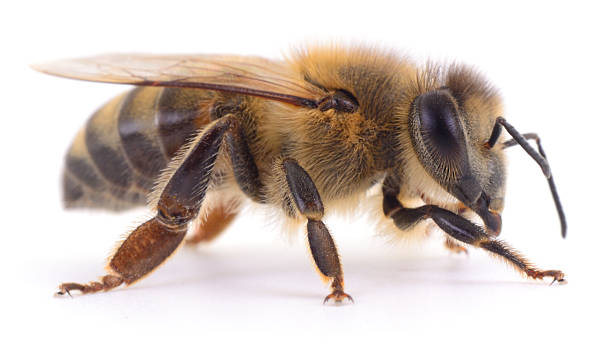 istock Honey bee isolated on white background 2253012287