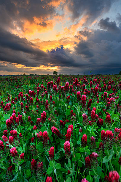 Beautiful sunset over field of blossoming clover incarnate