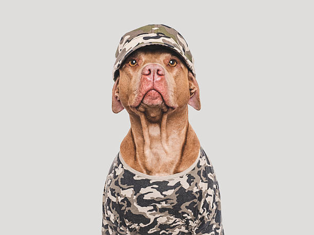 istock Cute dog, cap and military shirt. Studio shot 2253012393