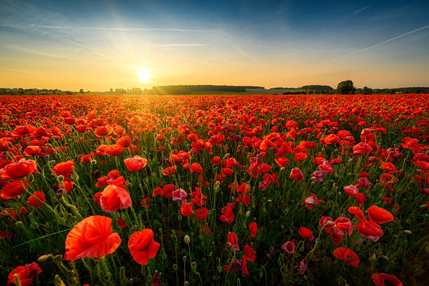 istock Beautiful summer sunset over poppy field 2253012405