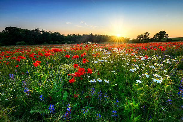 istock Beautiful summer sunrise over wild flowers meadow 2253012437
