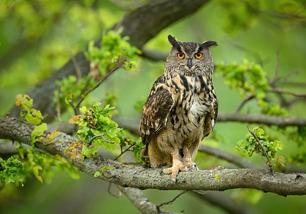 istock Eurasian eagle owl ( Bubo bubo ) close up 2253012516