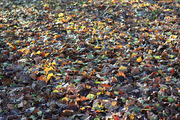 Autumn leaves lying on grass