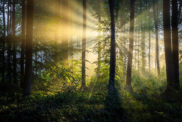 Beautiful sunny morning in green forest