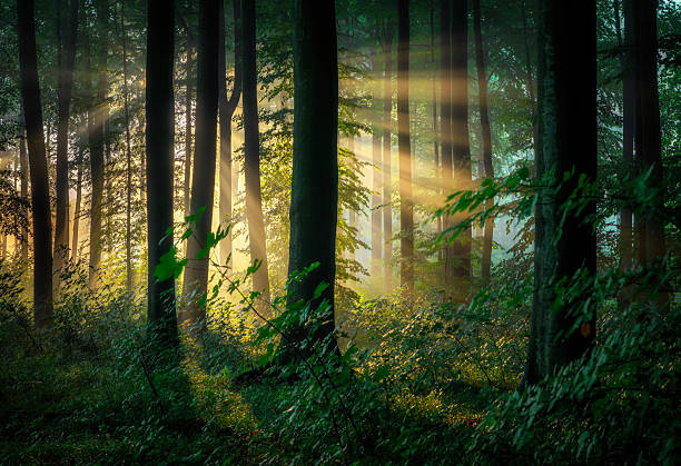 Atmospheric scanned analog film photograph of misty forest clearing at sunrise with silhouetted trees and warm golden light creating nostalgic mood