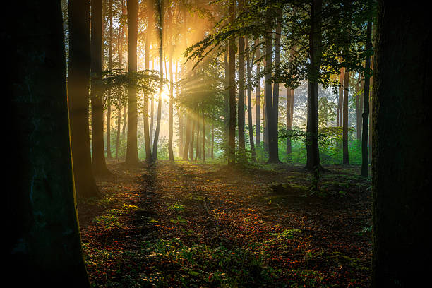 istock Beautiful sunny morning in green forest 2253017470