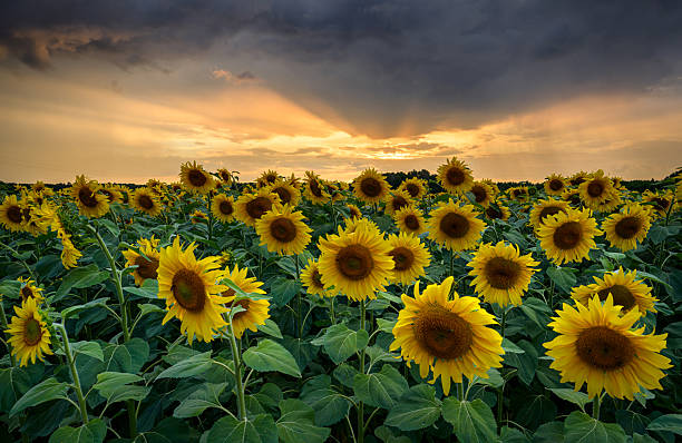 istock Beautiful sunset over sunflowers field 2253017619