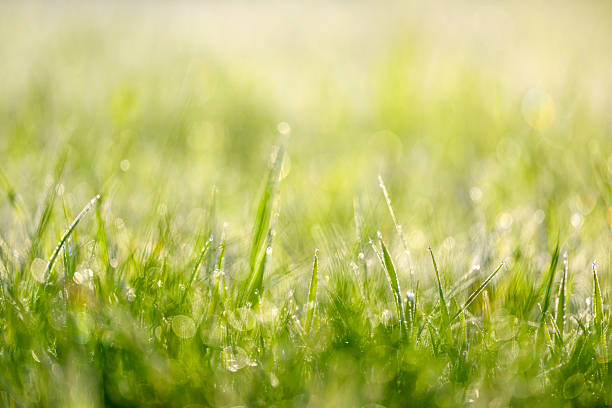istock Wet summer green grass background 2253017626
