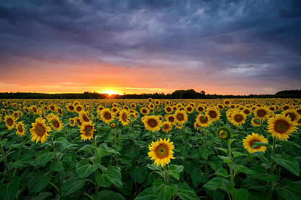 istock Beautiful sunset over sunflowers field 2253017750