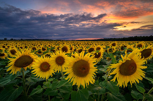 istock Beautiful sunset over sunflowers field 2253017799
