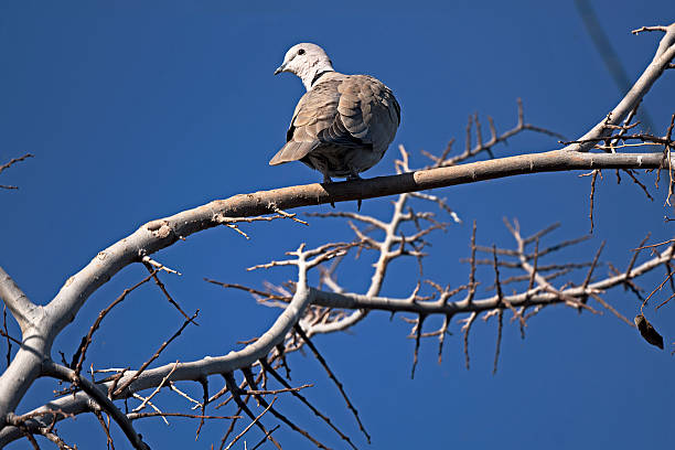 Gilbert Arizona