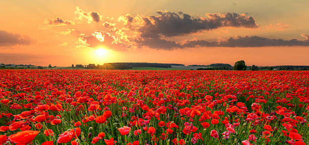 istock Beautiful summer sunset over poppy field 2253017853
