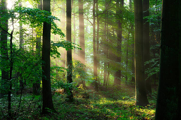 istock Beautiful sunny morning in green forest 2253017937