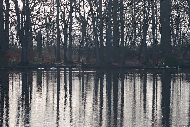 Trees reflected in a still lake in winter