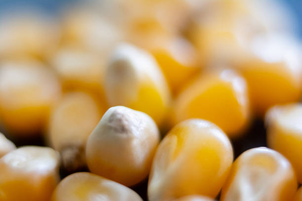Macro photograph of a corn seed.