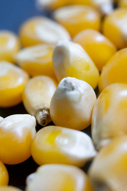 Macro photograph of a corn seed.