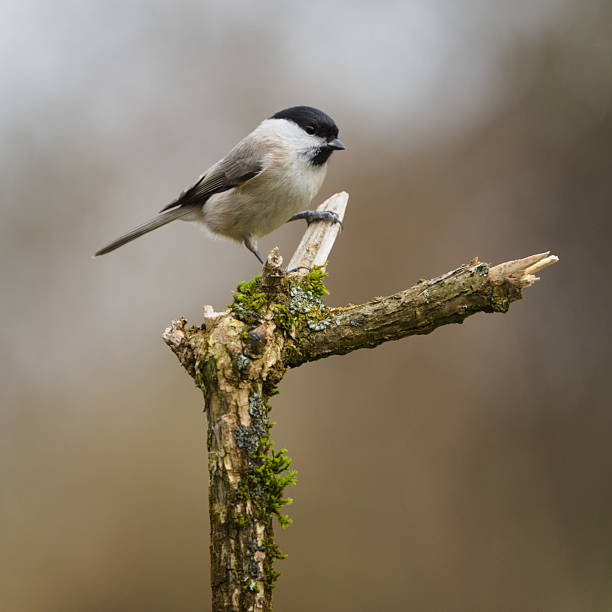 generally common species in the Czech Republic