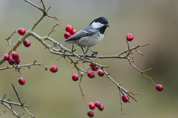 istock Coal Tit (Periparus ater) perched on hawthorn branch with red berries. 2253018318
