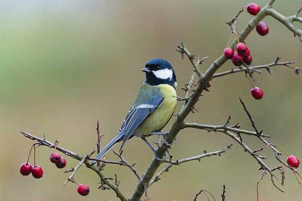 istock Great Tit (Parus major) perched on a hawthorn branch with red berries. 2253018320