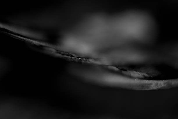 Macro photograph of a fork