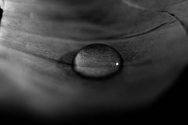 Macro photograph of a droplet on a leaf.