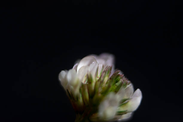 Macro photo of a Calendula Officinalis blossom.