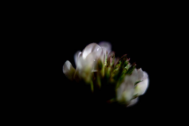 Macro photograph of a clover flower.