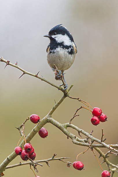 istock Coal Tit (Periparus ater) perched on hawthorn branch with red berries. 2253018401