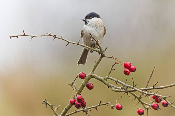 istock Marsh Tit (Poecile palustris) perched on a hawthorn branch with red berries. 2253018402