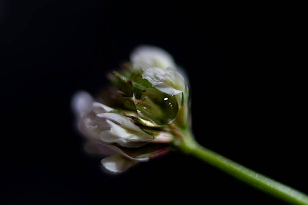 Macro photograph of a clover flower.