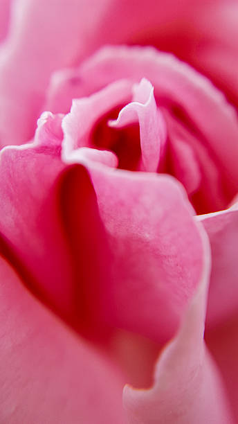 istock Close-up of Rose Petals 2253022647
