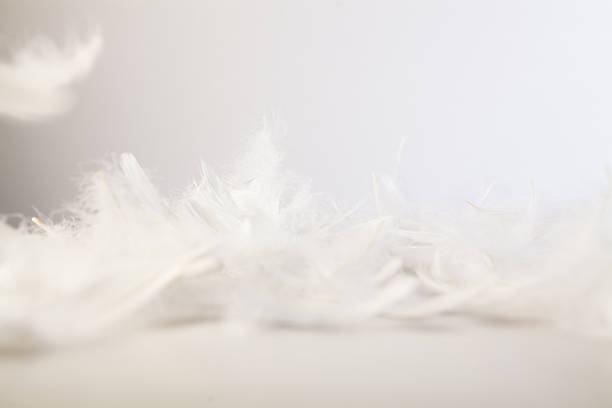 Beautiful white grey bird feathers pattern texture background.