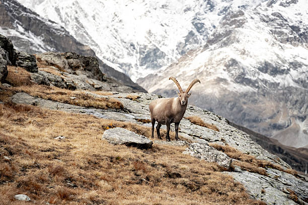 istock Ibex Pauses To Look At Camera 2253024101